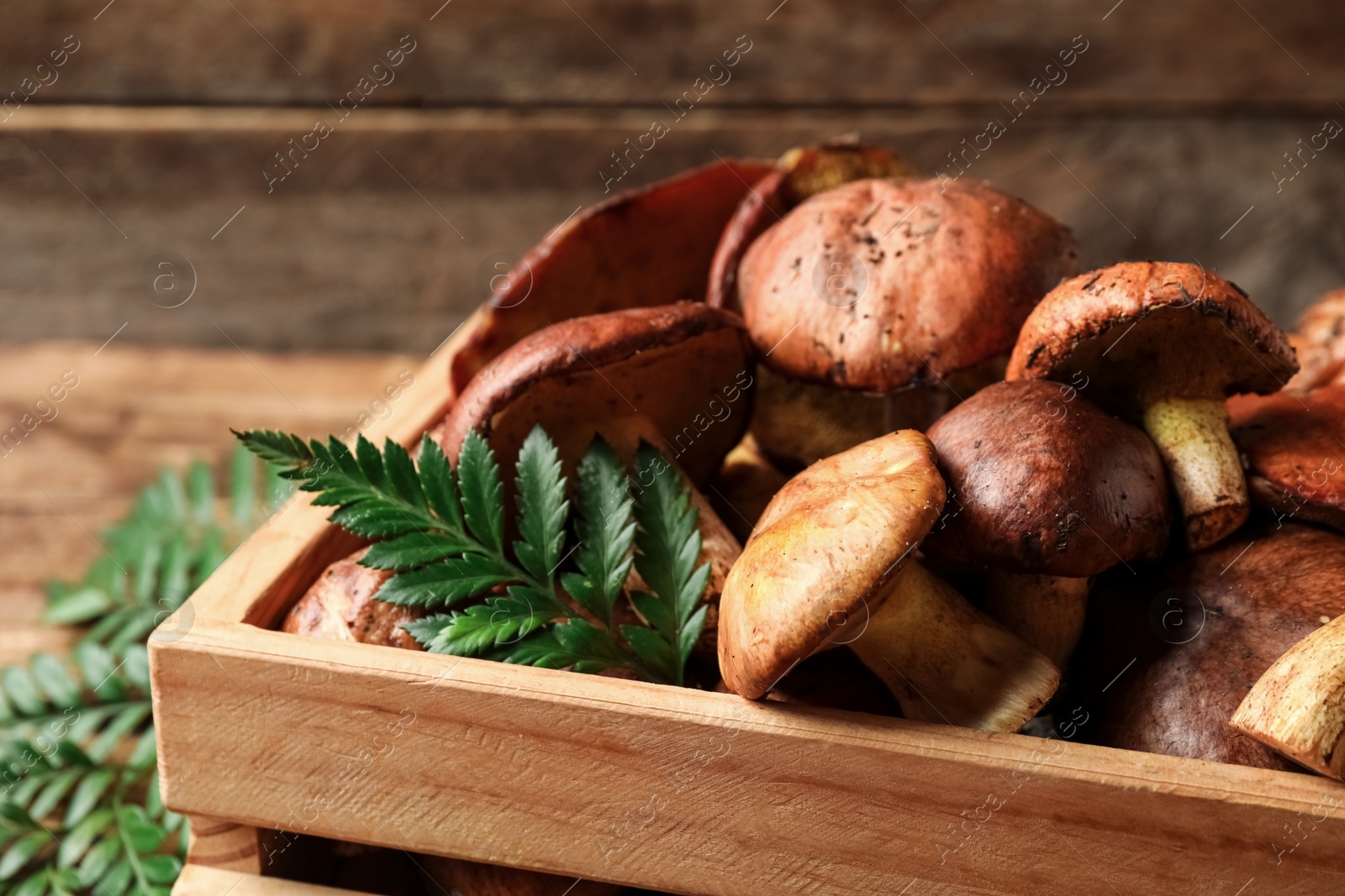 Photo of Fresh wild slippery jack mushrooms in wooden crate, closeup