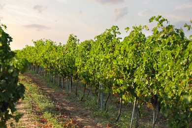 View of vineyard rows with fresh grapes on sunny day