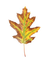 Photo of Autumn season. One dry leaf isolated on white