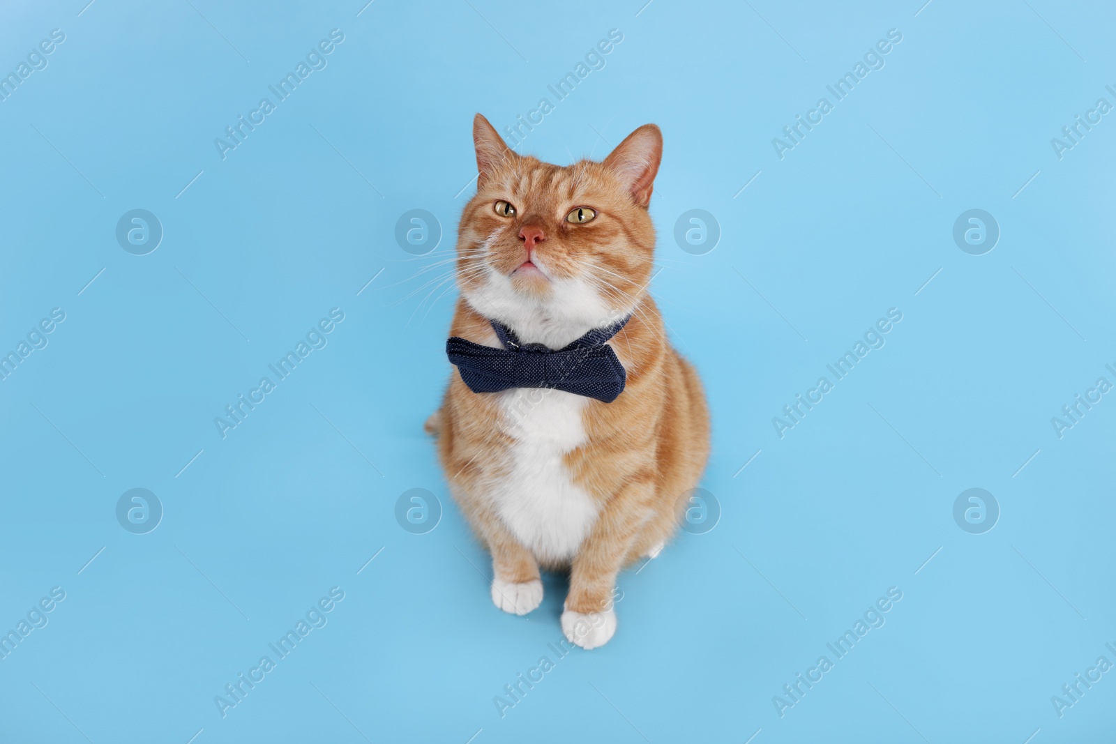 Photo of Cute cat with bow tie on light blue background