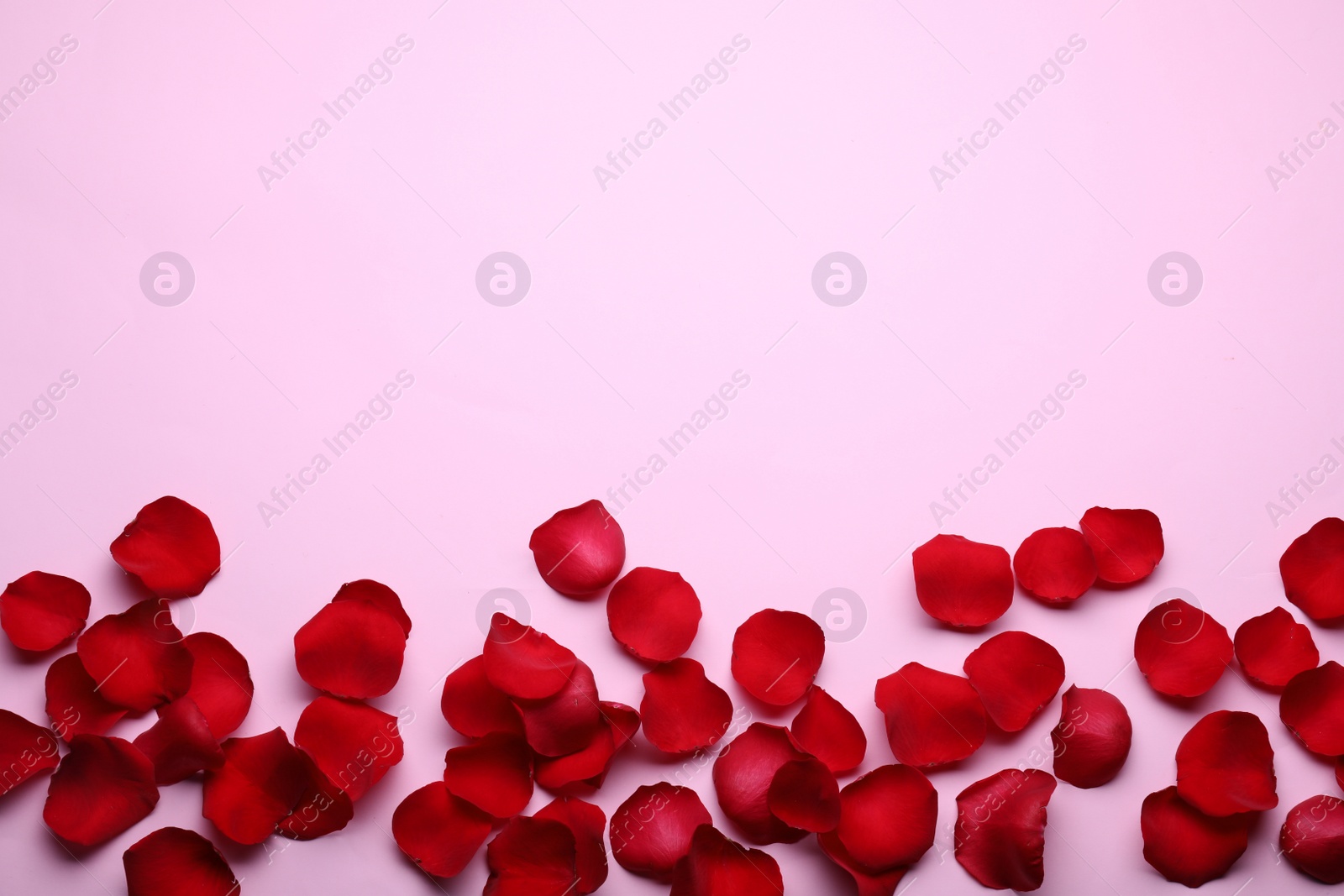 Photo of Beautiful red rose flower petals on pink background, flat lay. Space for text