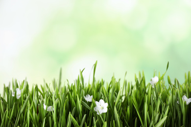 Photo of Fresh green grass and white flowers on blurred background, space for text. Spring season