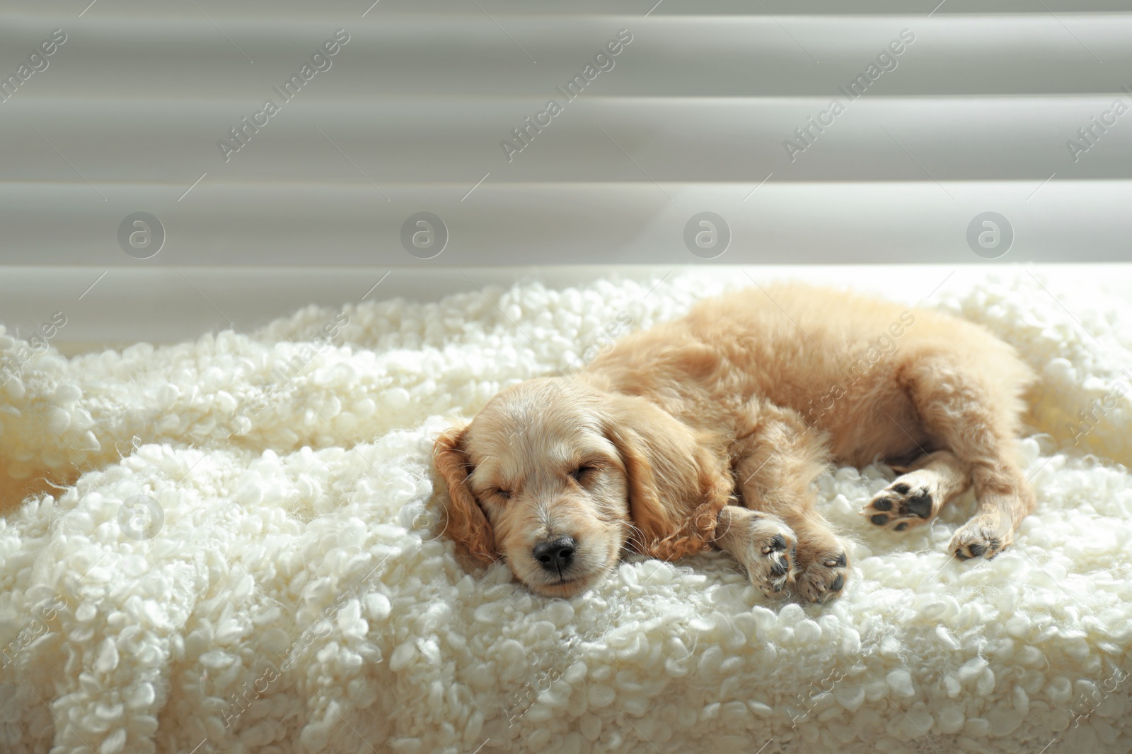 Photo of Cute English Cocker Spaniel puppy sleeping on plaid near window indoors. Space for text