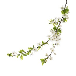 Cherry tree branch with beautiful blossoms isolated on white