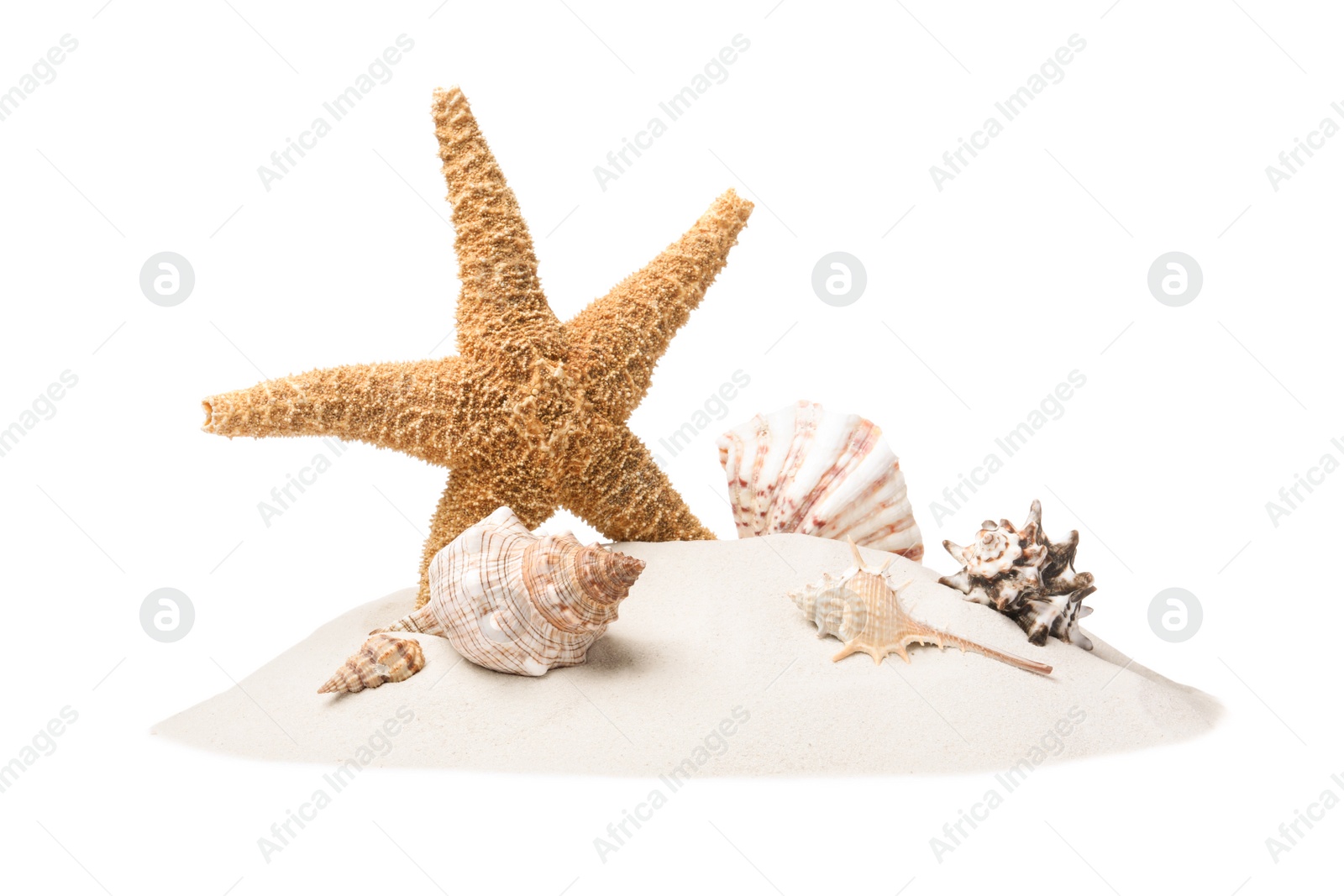 Photo of Beautiful sea star and seashells in sand on white background