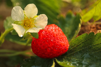 Photo of Strawberry plant with ripe berry and blossom on blurred background, closeup