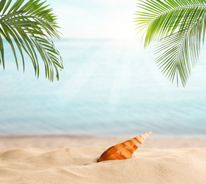 Seashell and tropical sandy beach on sunny day 