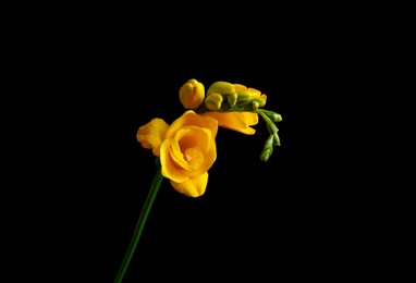 Photo of Beautiful yellow freesia flower on black background