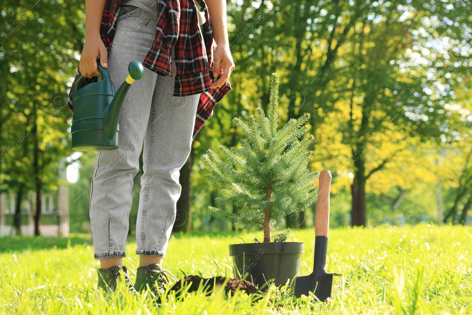 Photo of Woman with watering can near conifer tree and shovel in park on sunny day, closeup