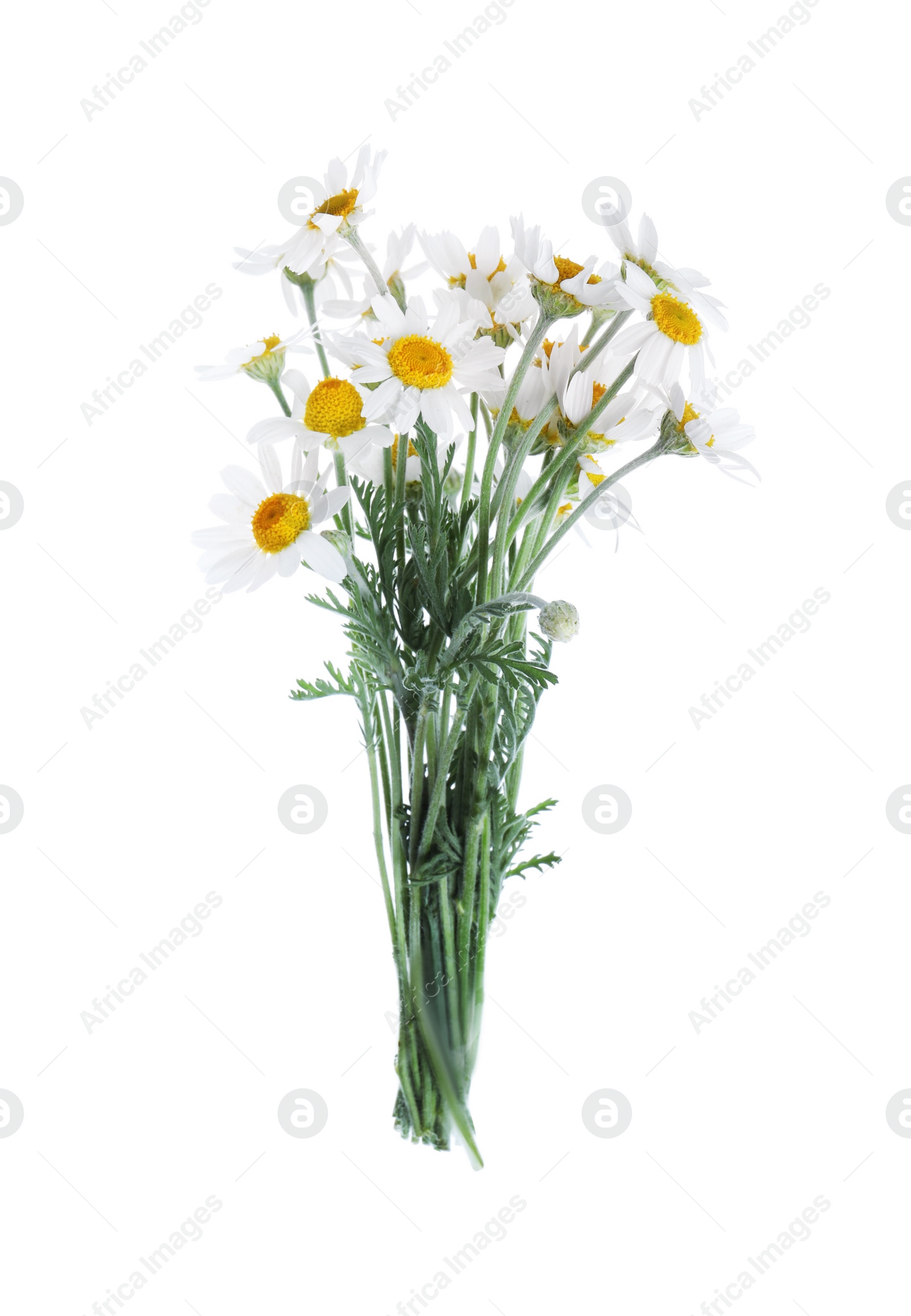 Photo of Beautiful fresh chamomile bouquet isolated on white