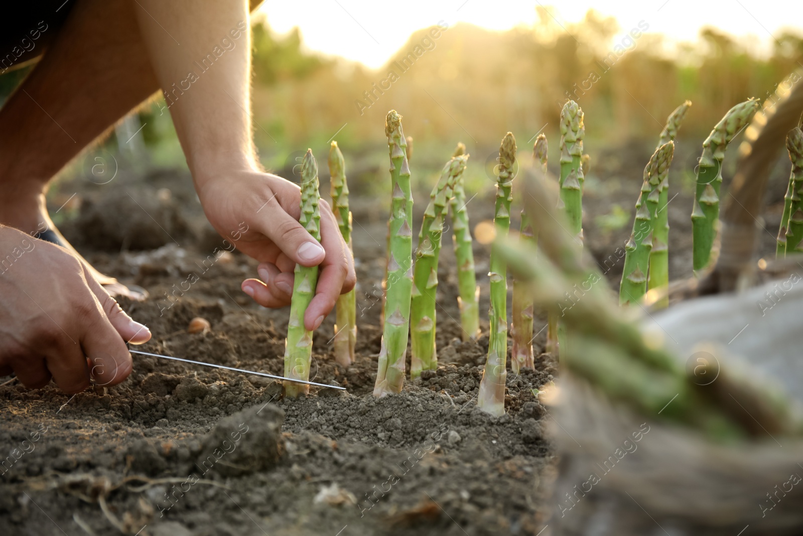 Photo of Man picking fresh asparagus in field, closeup