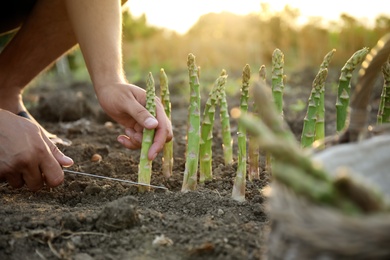 Man picking fresh asparagus in field, closeup