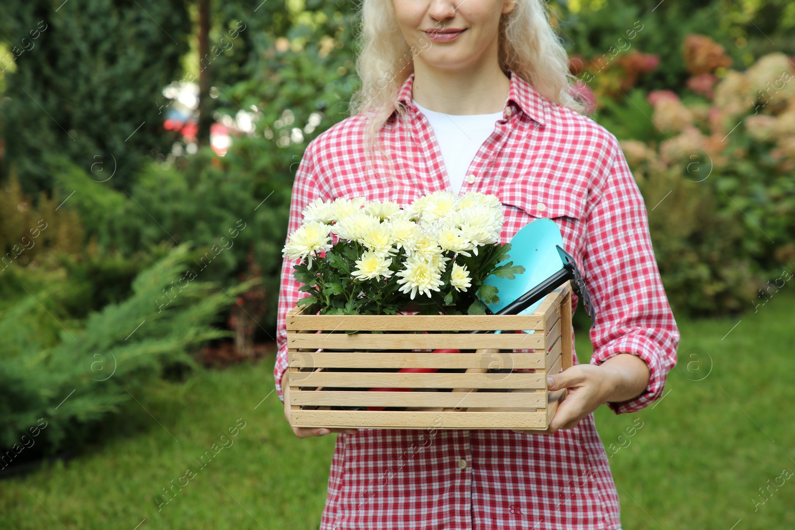 Photo of Woman holding wooden crate with chrysanthemum flowers and gardening tools outdoors, closeup