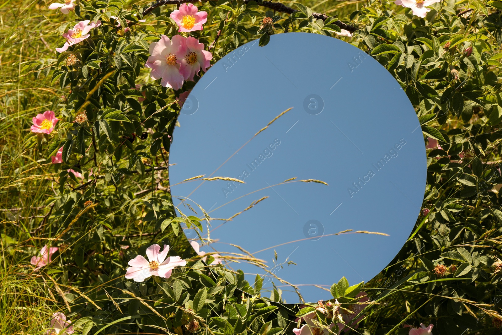 Photo of Spring atmosphere. Round mirror among grass and flowers on sunny day