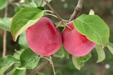 Photo of Apples and leaves on tree branch in garden, closeup