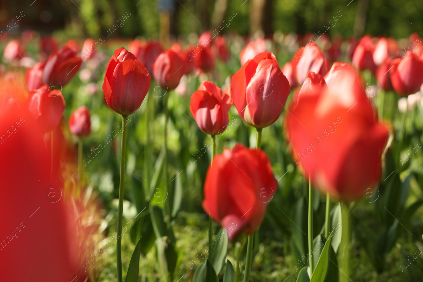 Photo of Beautiful red tulips growing outdoors on sunny day, closeup