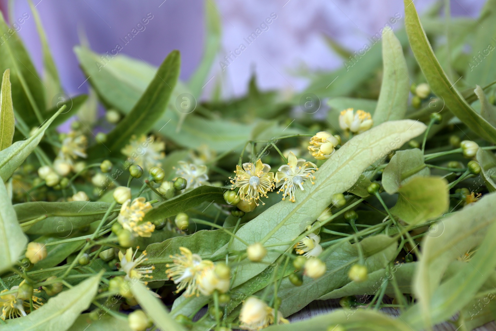 Photo of Beautiful linden blossoms and green leaves, closeup