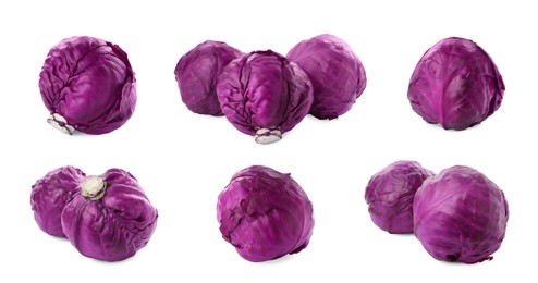 Image of Collage with fresh red cabbages on white background