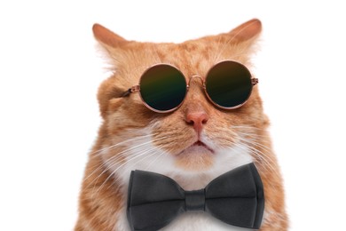 Image of Adorable red cat with black bow and stylish sunglasses tie on white background