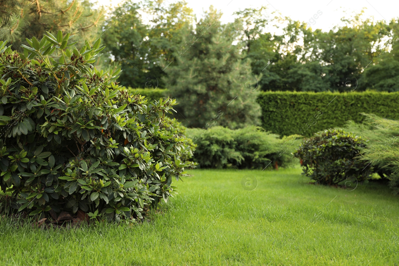 Photo of Picturesque landscape with beautiful green lawn on sunny day. Gardening idea