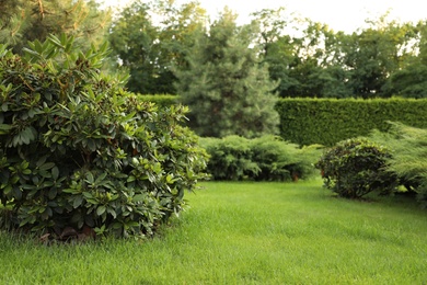 Picturesque landscape with beautiful green lawn on sunny day. Gardening idea