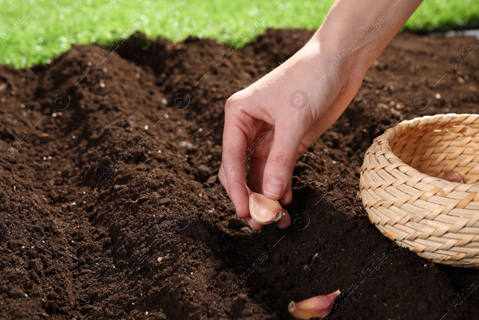 Photo of Woman planting garlic cloves into fertile soil outdoors, closeup. Space for text