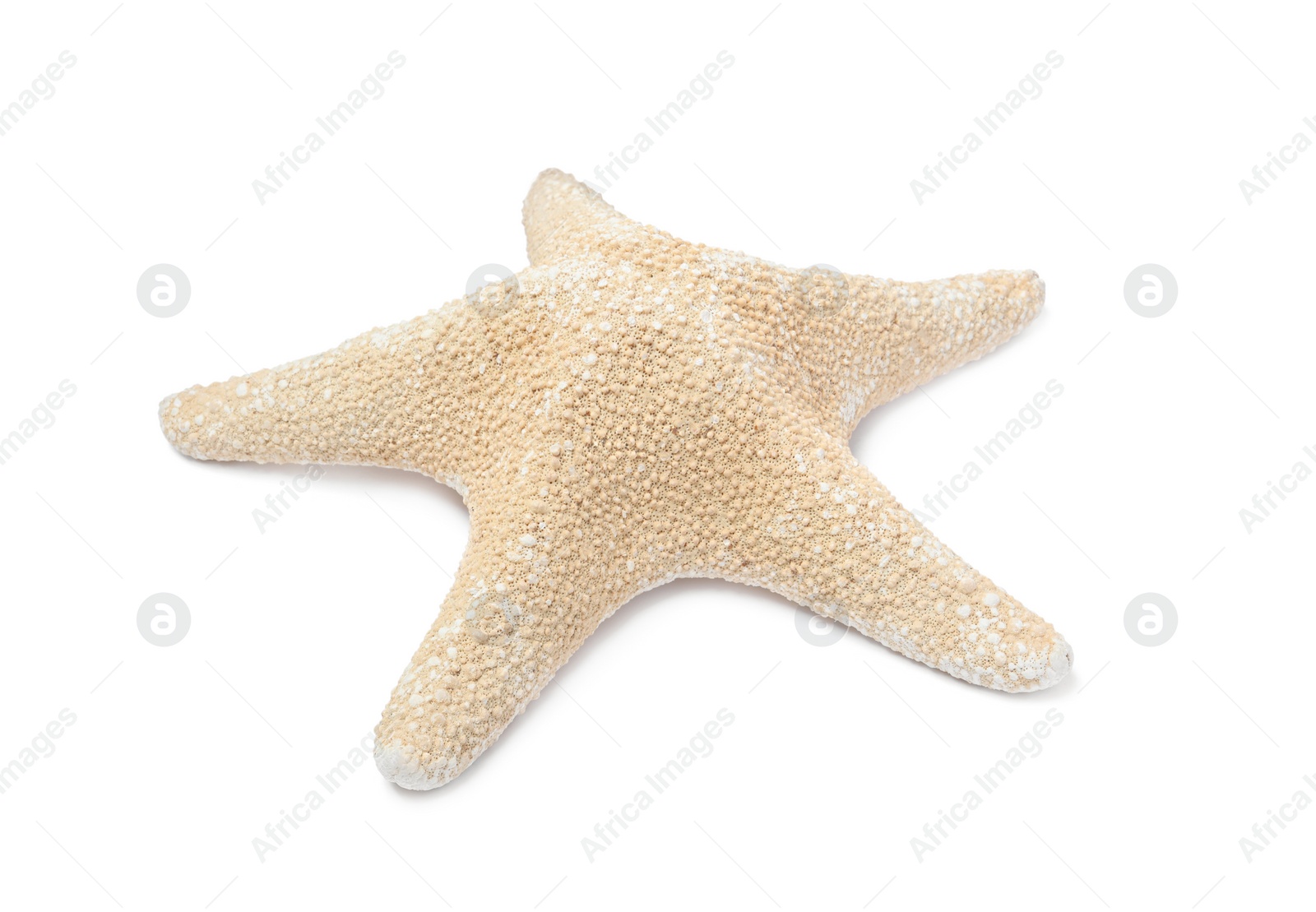 Photo of Beautiful sea star isolated on white. Beach object