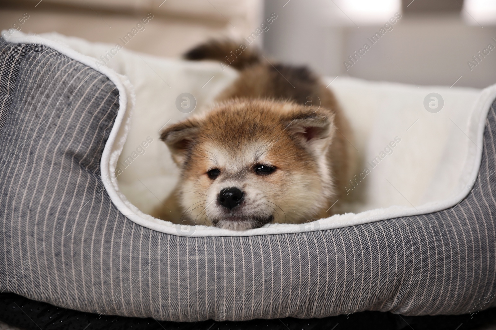 Photo of Adorable Akita Inu puppy in dog bed indoors