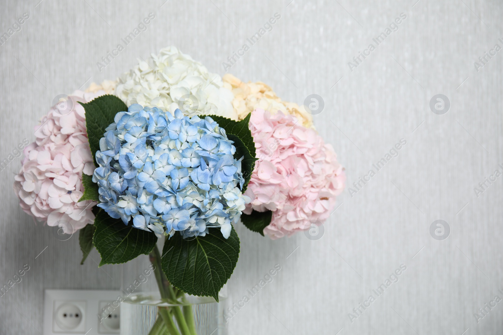 Photo of Beautiful hydrangea flowers near light gray wall, closeup. Space for text