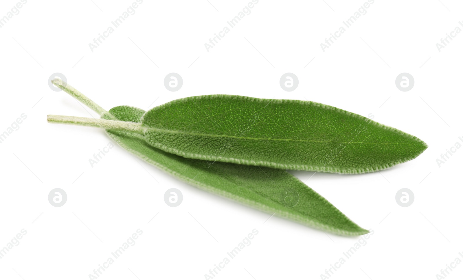 Photo of Fresh green sage leaves isolated on white