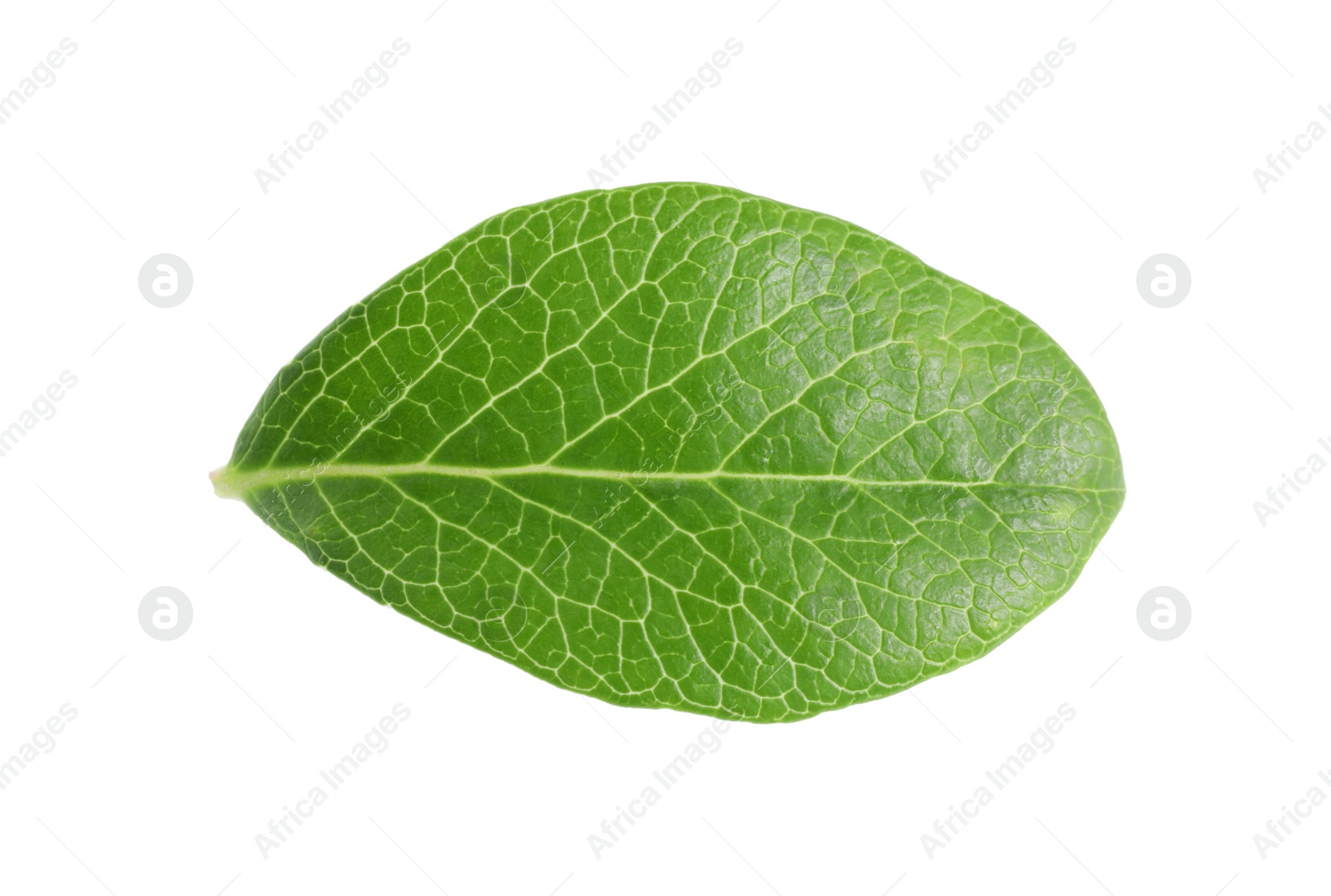 Photo of One green blueberry leaf isolated on white