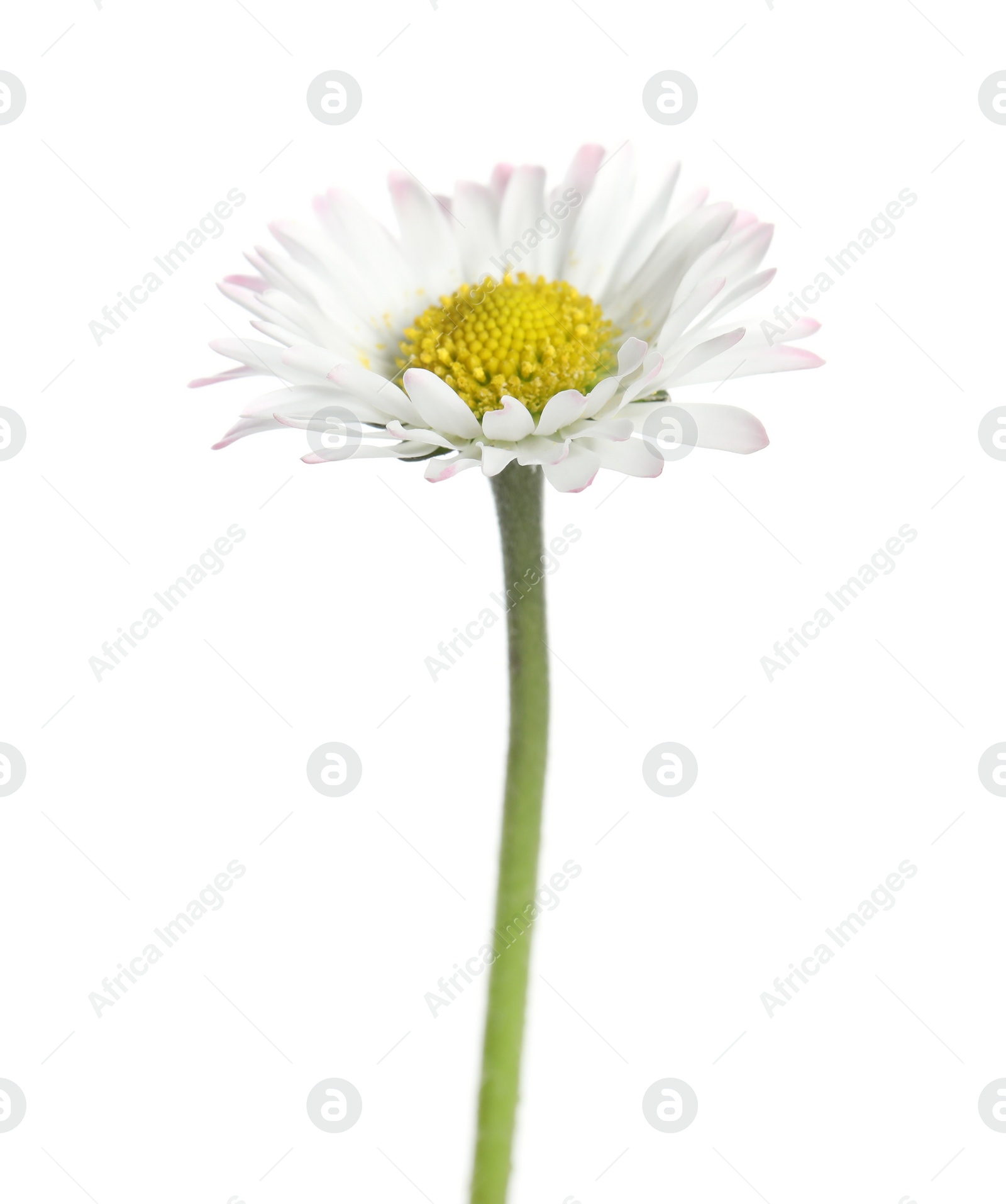 Photo of Beautiful bellis perennis (daisy) flower isolated on white