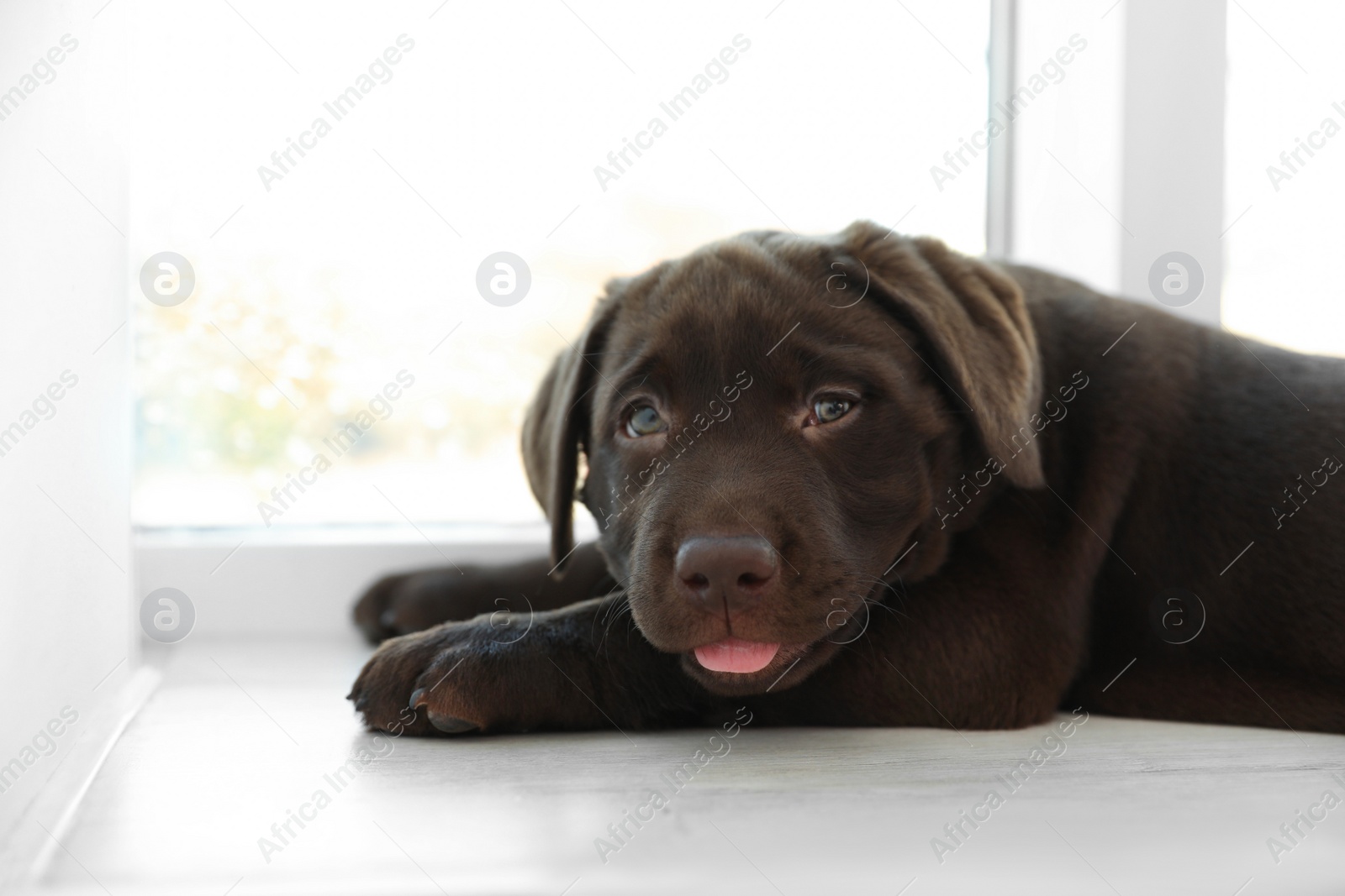 Photo of Chocolate Labrador Retriever puppy on  windowsill indoors