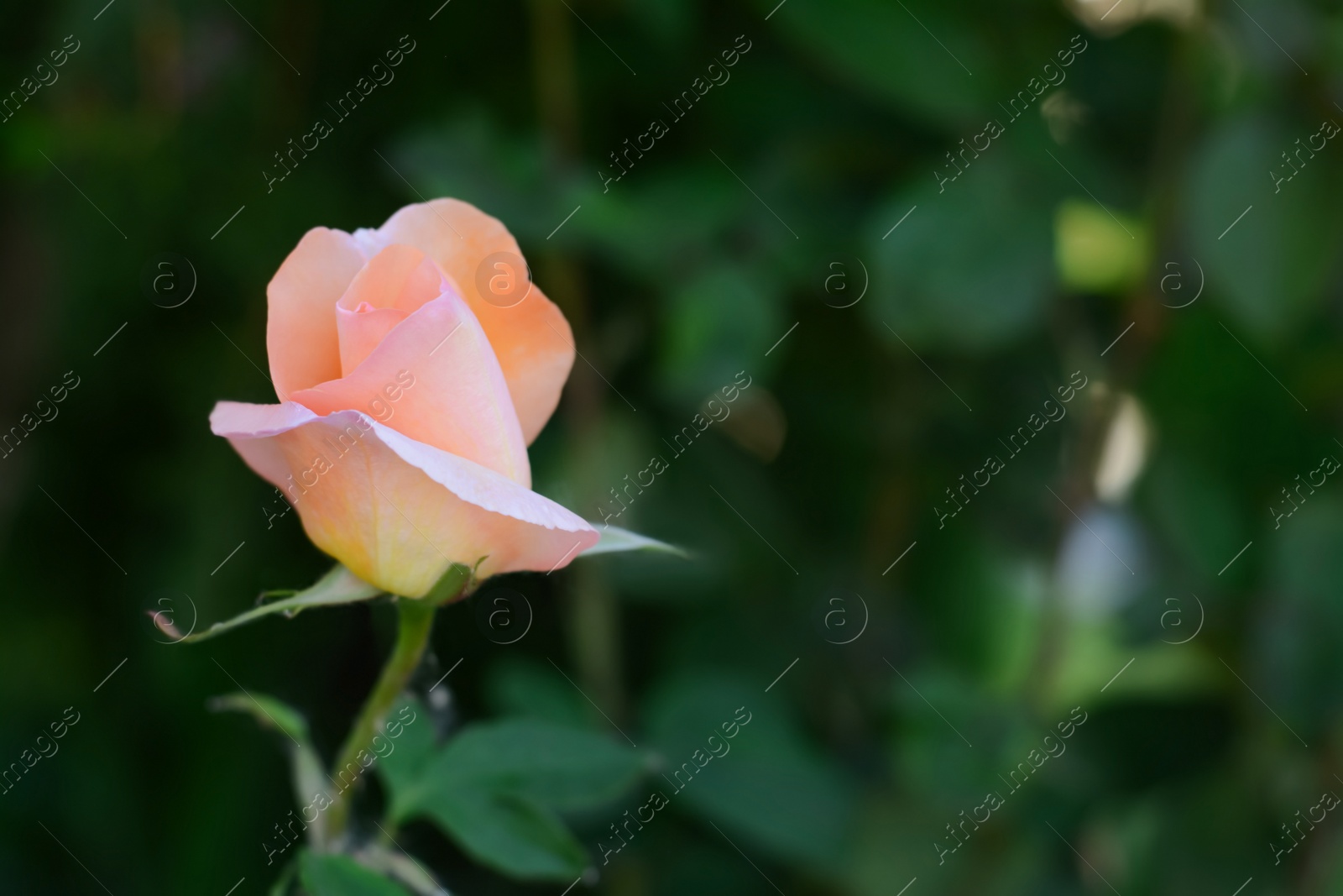 Photo of Beautiful pink rose flower blooming outdoors, closeup. Space for text