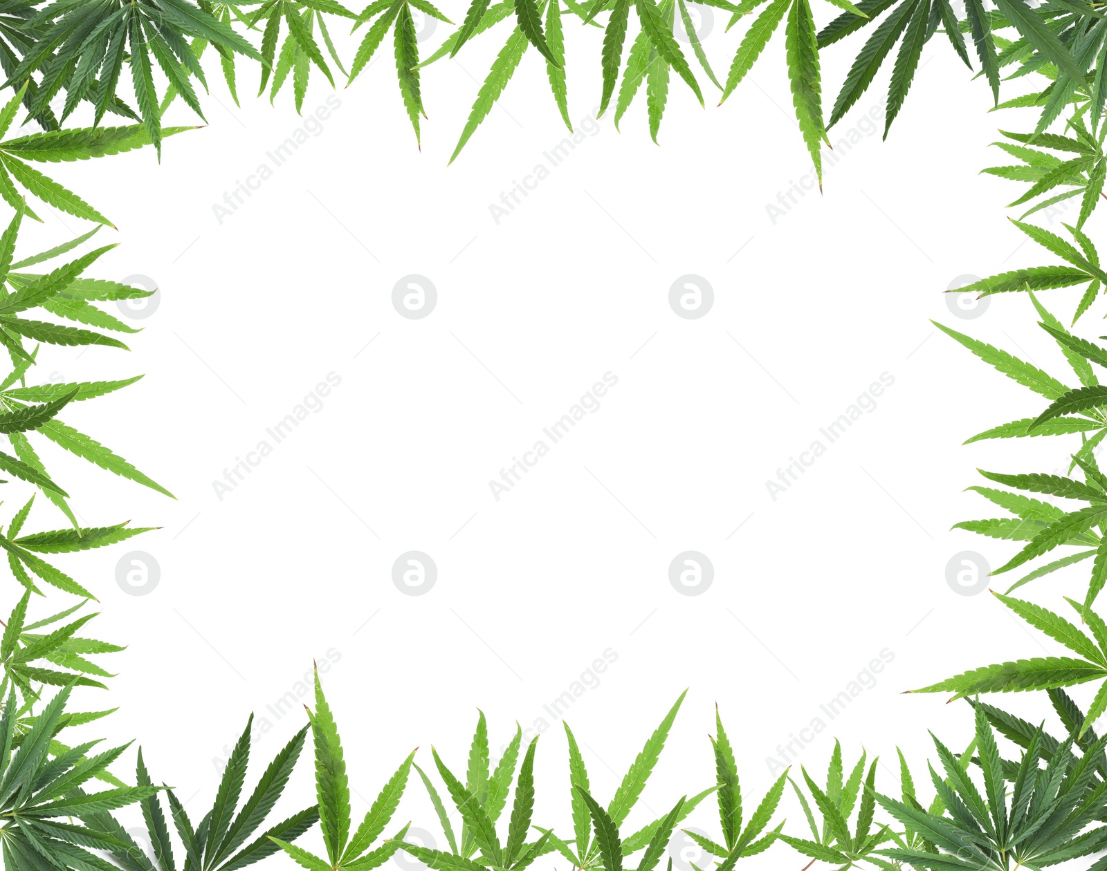 Image of Frame of green hemp leaves on white background