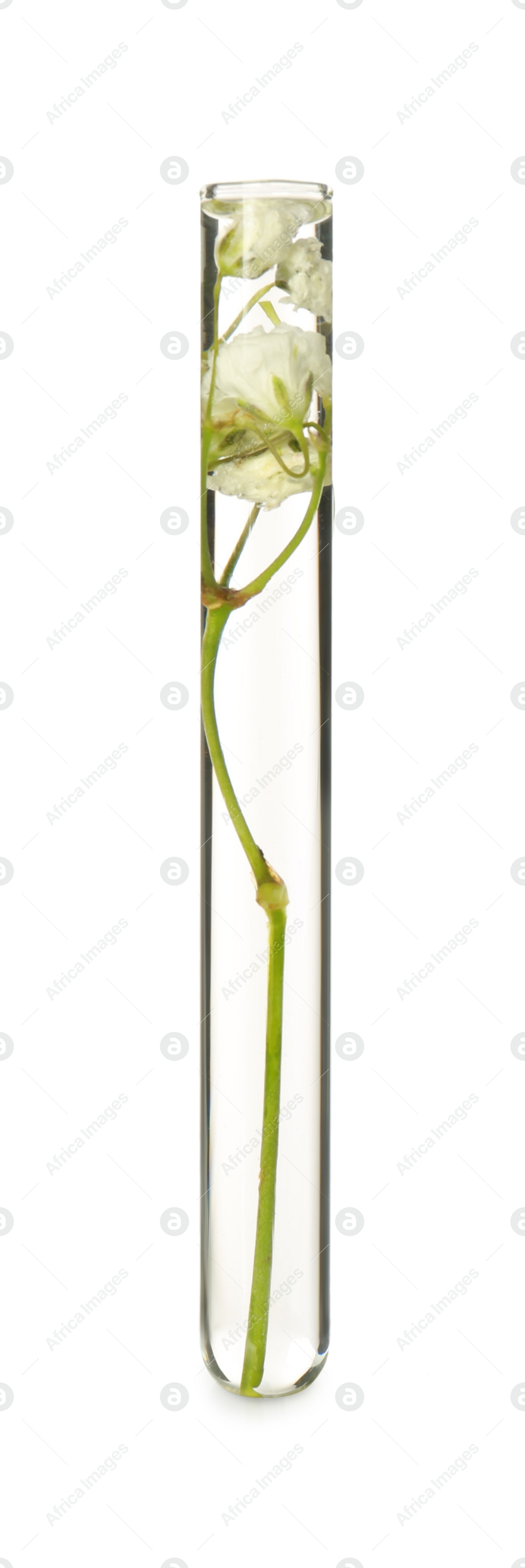 Photo of Gypsophila flowers in test tube on white background