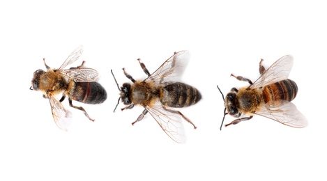 Photo of Beautiful honeybees on white background, top view. Domesticated insects