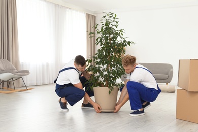 Moving service employees carrying pot plant in room