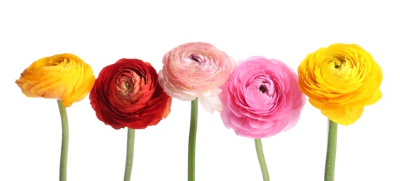 Photo of Beautiful fresh ranunculus flowers on white background