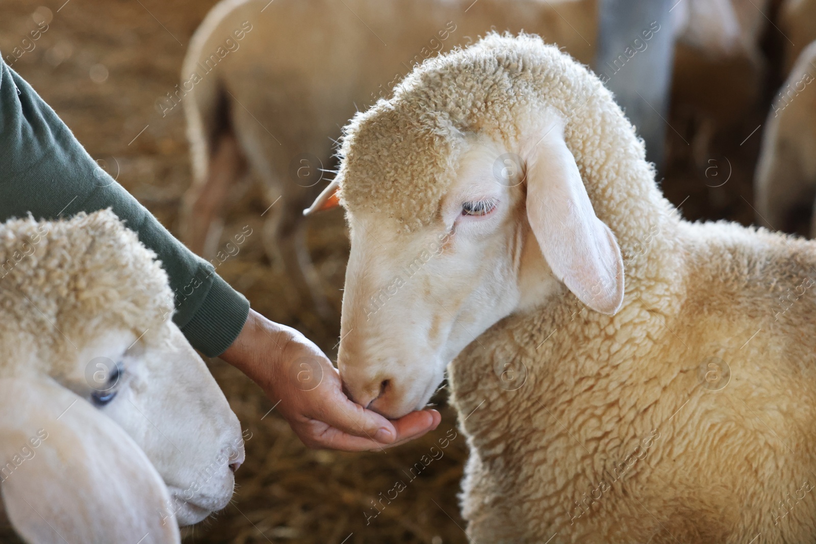 Photo of Man feeding sheep on farm, closeup. Cute animals