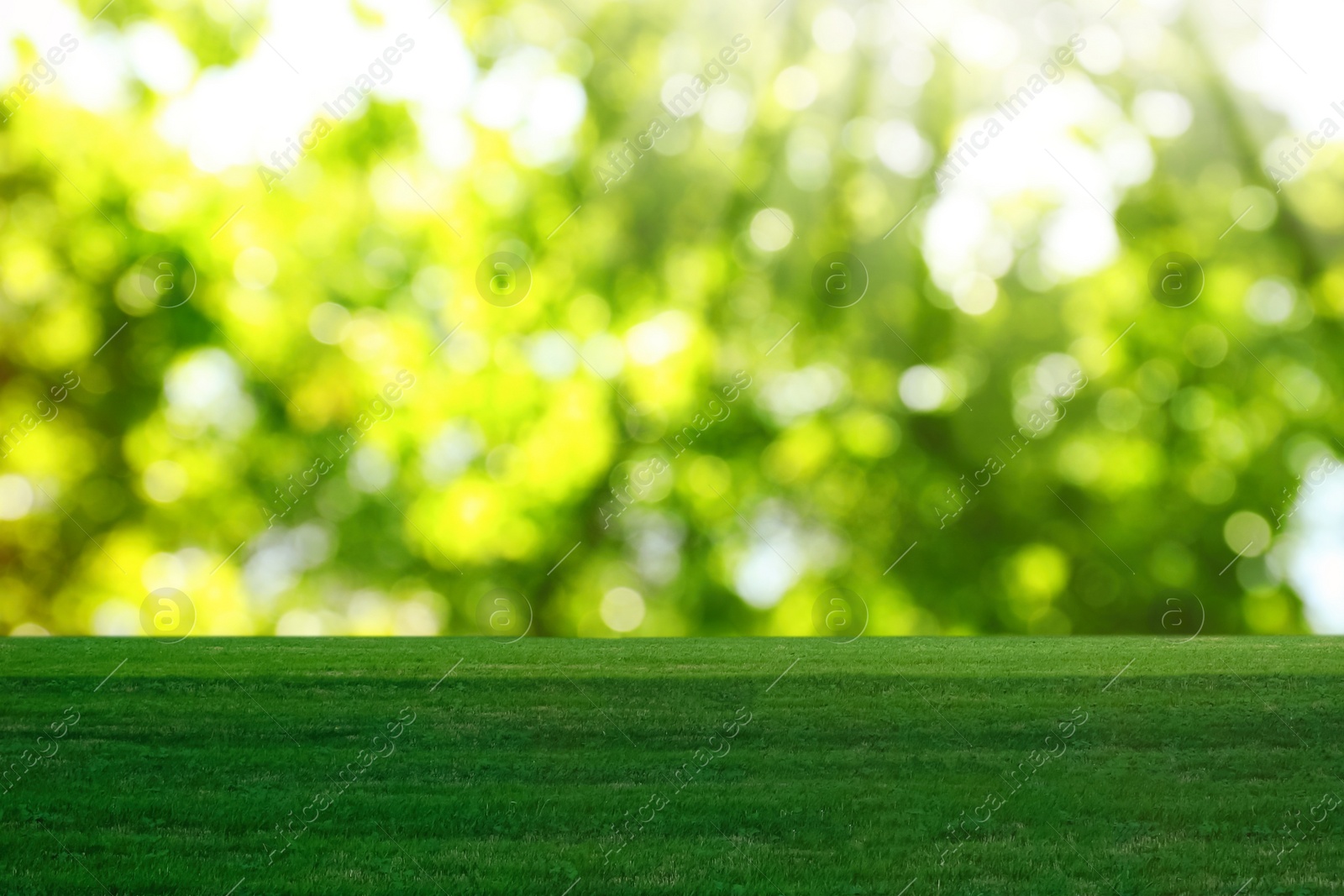 Image of Beautiful lawn with green grass on sunny day. Bokeh effect