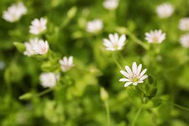 Beautiful white flowers on spring day