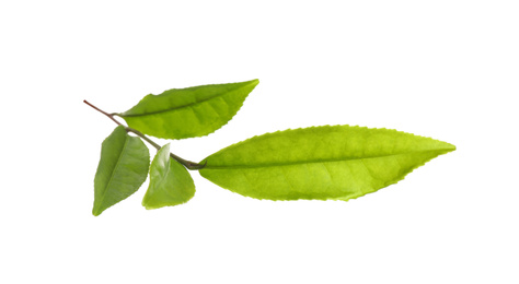 Photo of Tea plant with fresh green leaves isolated on white