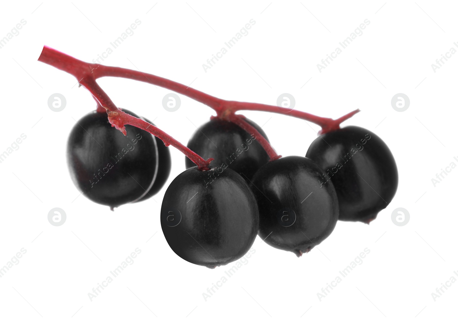 Photo of Bunch of black elderberries (Sambucus) on white background