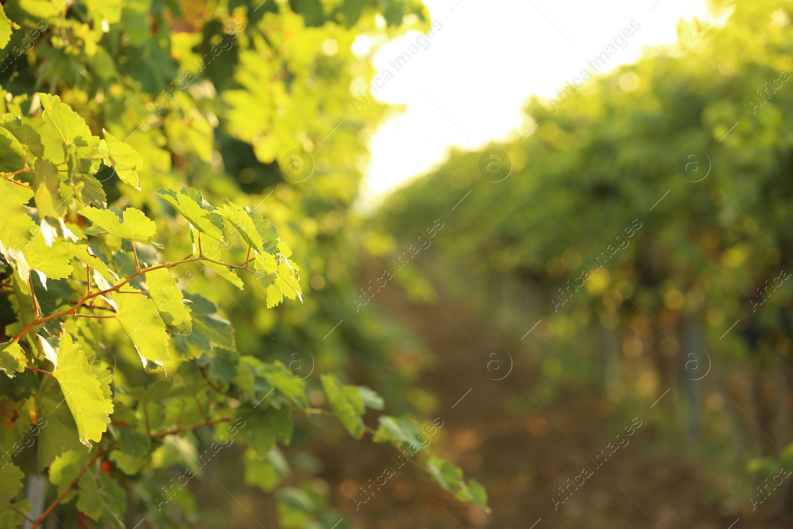 Photo of Green grape vines growing in vineyard, closeup view