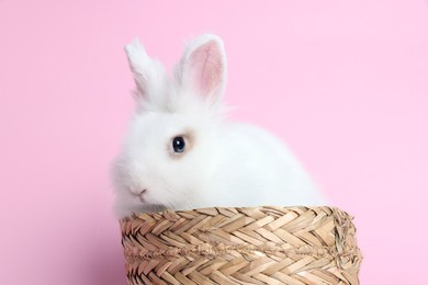 Photo of Fluffy white rabbit in wicker basket on pink background. Cute pet