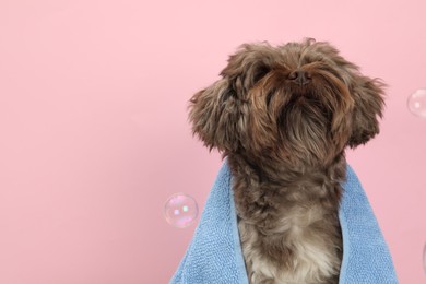 Photo of Cute Maltipoo dog with towel and bubbles on pink background, space for text. Lovely pet