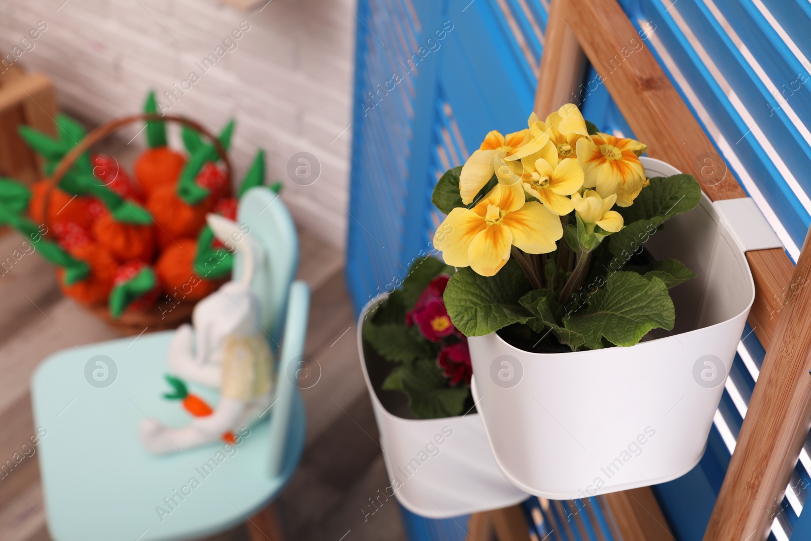 Photo of Beautiful primula with yellow flowers on wooden ladder indoors, above view. Space for text