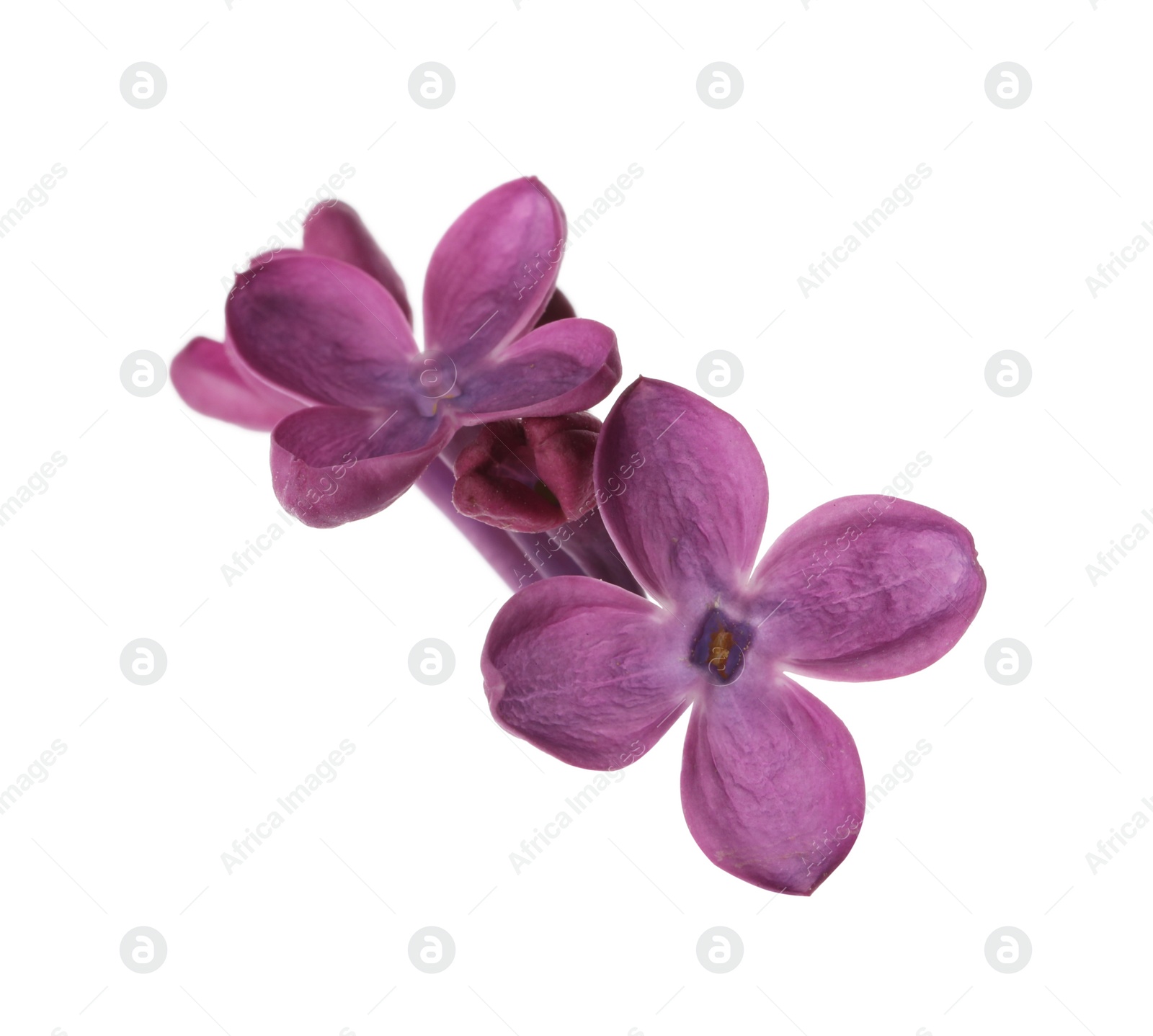 Photo of Beautiful purple lilac blossom isolated on white