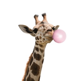 Beautiful African giraffe blowing bubble gum on white background